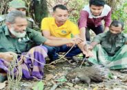 শরণখোলায় বিরল প্রজাতির সজারু উদ্ধার