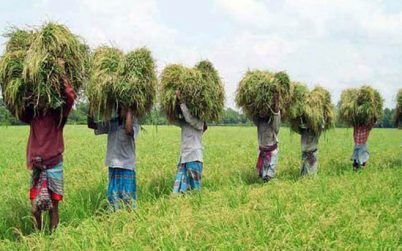 ব্যক্তিমালিকানায় ৬০ বিঘা জমির বেশি নয়, আসছে নতুন আইন