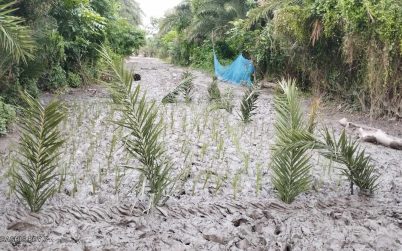 কাঁচা রাস্তায় দুর্ভোগ চরমে, ধানের চারা রোপণ করে প্রতিবাদ