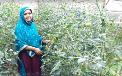 গ্রীষ্মকালীন টমেটো চাষে ভাগ্য বদলেছে রূপসার কৃষকদের