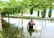 রামপালে ঘেরের আইলে সবজি চাষে কৃষকের ভাগ্য বদল