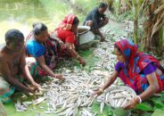 ফকিরহাটের পিলজংগে মৎস্য ঘেরে বিষ প্রয়োগ