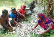 ফকিরহাটের পিলজংগে মৎস্য ঘেরে বিষ প্রয়োগ