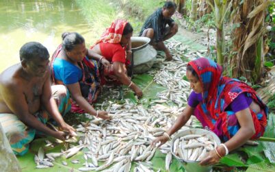 ফকিরহাটের পিলজংগে মৎস্য ঘেরে বিষ প্রয়োগ