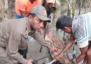 শিকারির ফাঁদে পড়া হরিণ উদ্ধার করে বনে অবমুক্ত