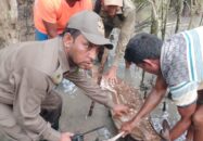 শিকারির ফাঁদে পড়া হরিণ উদ্ধার করে বনে অবমুক্ত