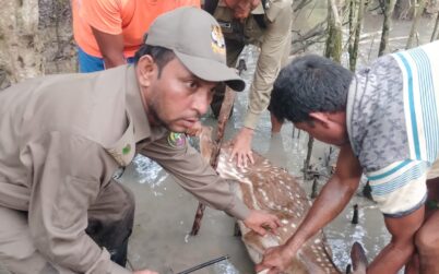 শিকারির ফাঁদে পড়া হরিণ উদ্ধার করে বনে অবমুক্ত