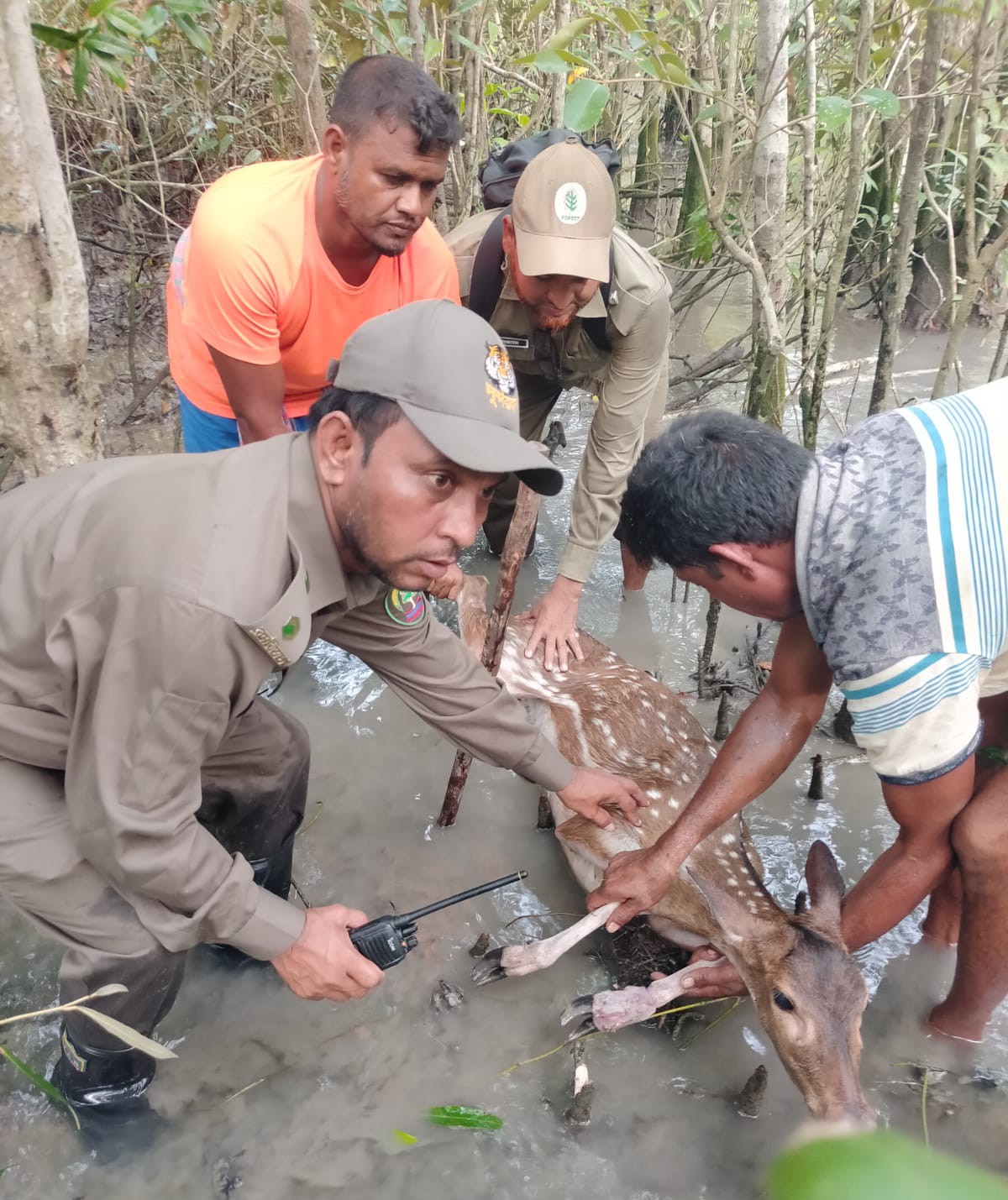 শিকারির ফাঁদে পড়া হরিণ উদ্ধার করে বনে অবমুক্ত