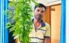 কয়রায় ঘেরের বাঁধে মিলল গাঁজাগাছ