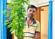 কয়রায় ঘেরের বাঁধে মিলল গাঁজাগাছ