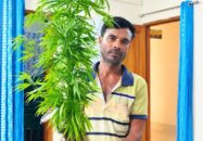 কয়রায় ঘেরের বাঁধে মিলল গাঁজাগাছ