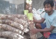 ডুমুরিয়ায় মানকচুর বাম্পার ফলনে কৃষকের মুখ হাসি 