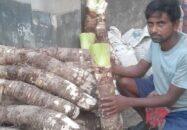 ডুমুরিয়ায় মানকচুর বাম্পার ফলনে কৃষকের মুখ হাসি 